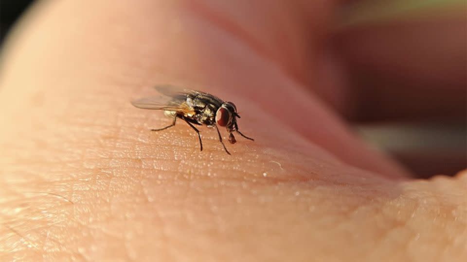 Flies pick up bacteria from faeces and decaying matter and use it to nurture their young – also transmitting it to humans. Photo: Getty