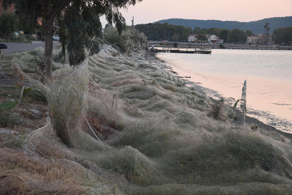 The lagoon in Aitoliko, Western Greece, is now shrouded in webs, burying vegetation in a mass of spider silk, filled with mating spiders and their young. Source: Facebook/ Giannis Giannakopoulos 