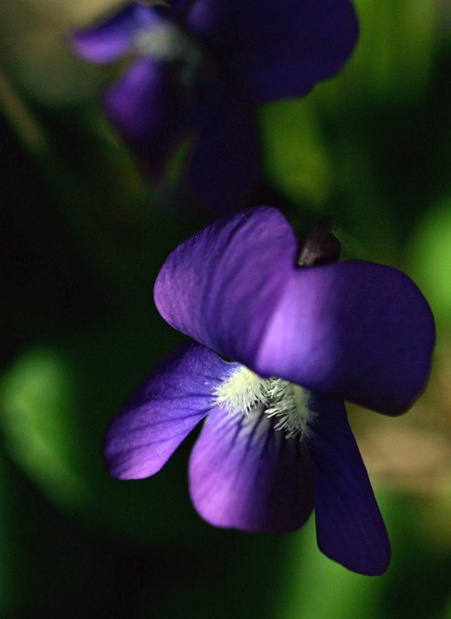 Find Official State Flower for USA