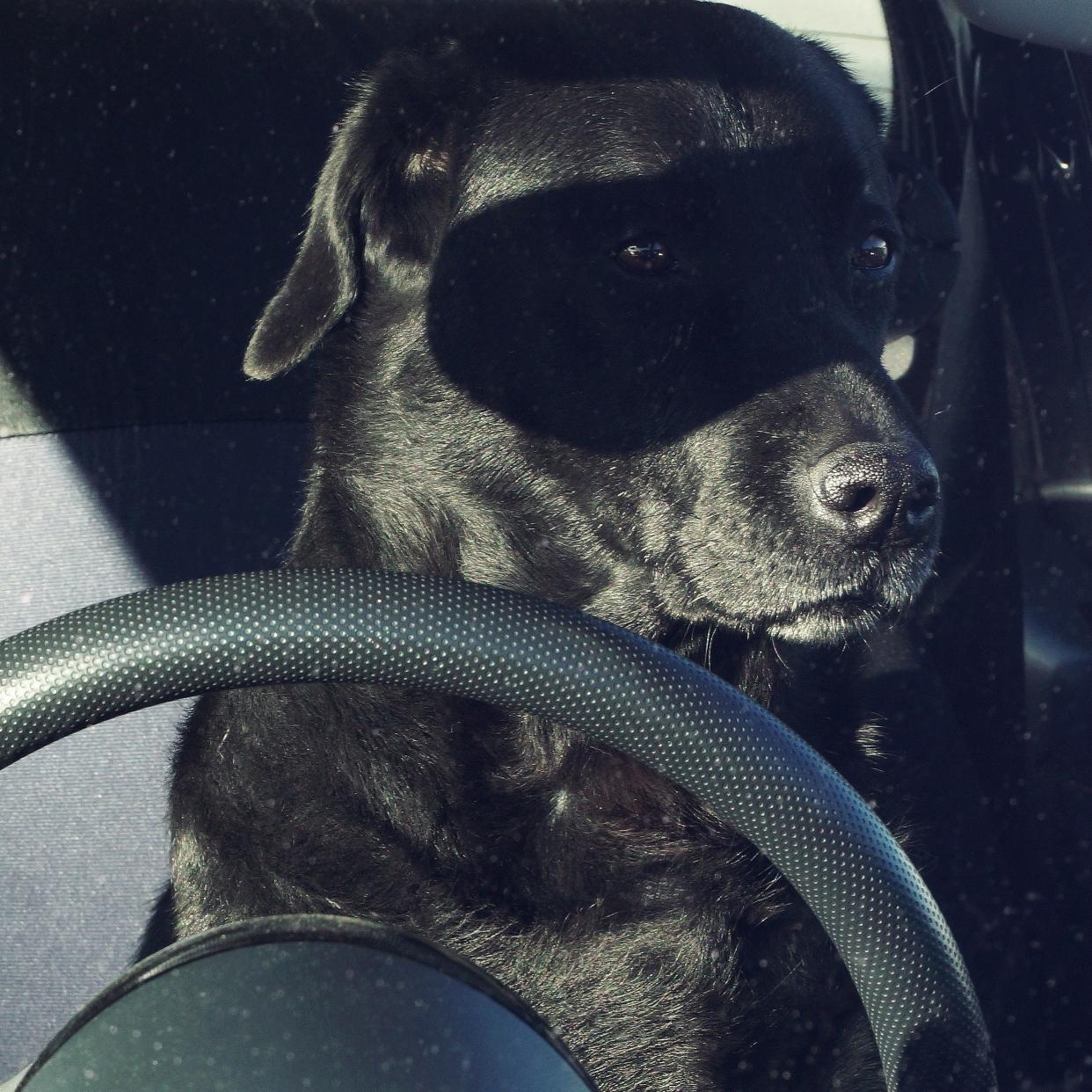 A dog sits in the driver's seat of a car wearing an eye mask.