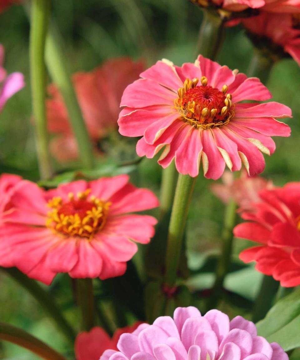 zinnias