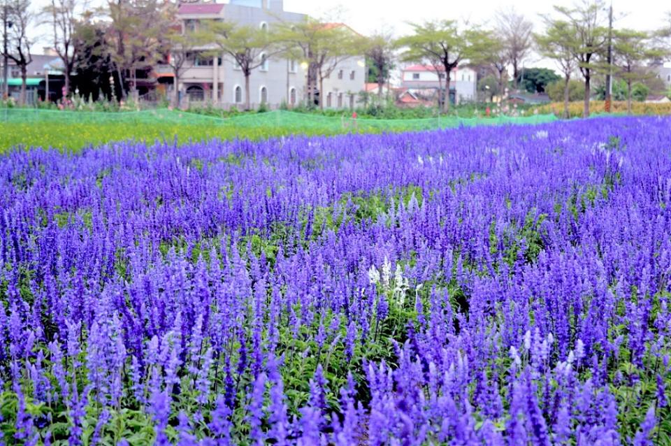 「學甲蜀葵花文化節」園區內，由主角蜀葵花搭配鼠尾草共同綻放。   圖：台南市觀光旅遊局／提供