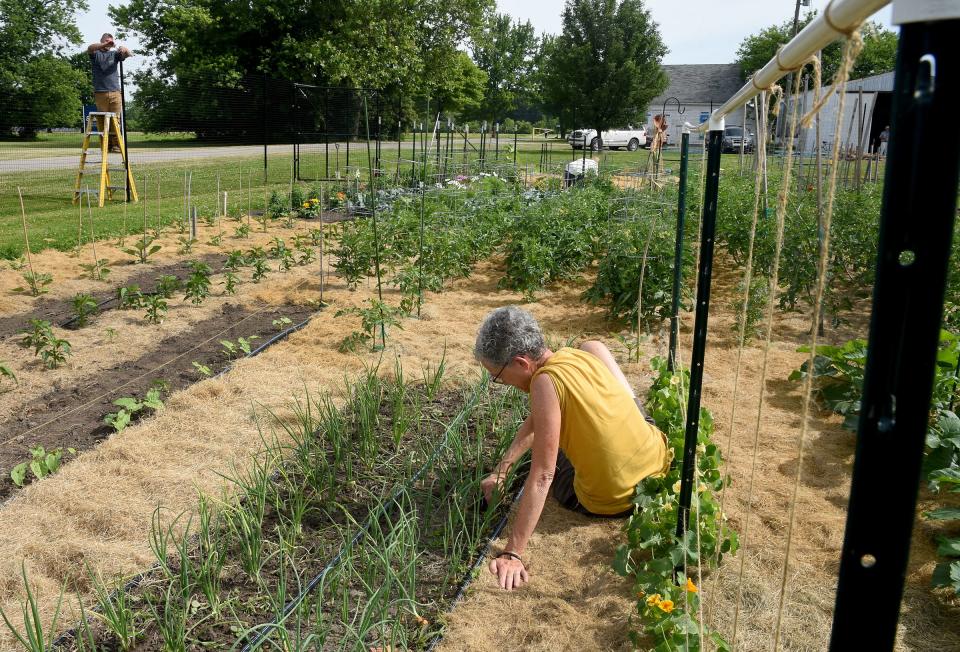 Carrie Gelwicks works on her garden, pulling a few weeds, as a seven-foot fence was installed around St. Mary's Organic Farm garden.