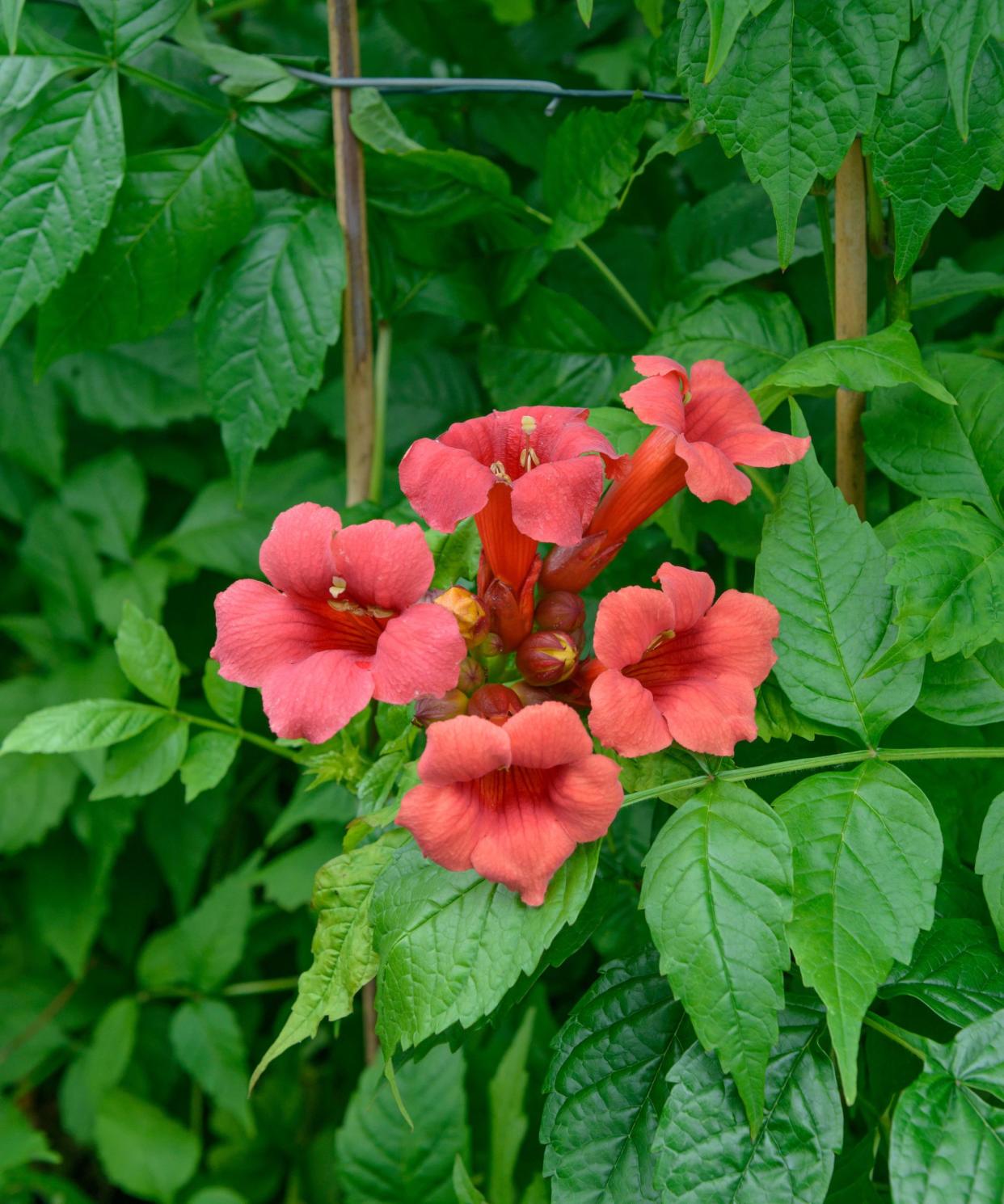 Trumpet vine