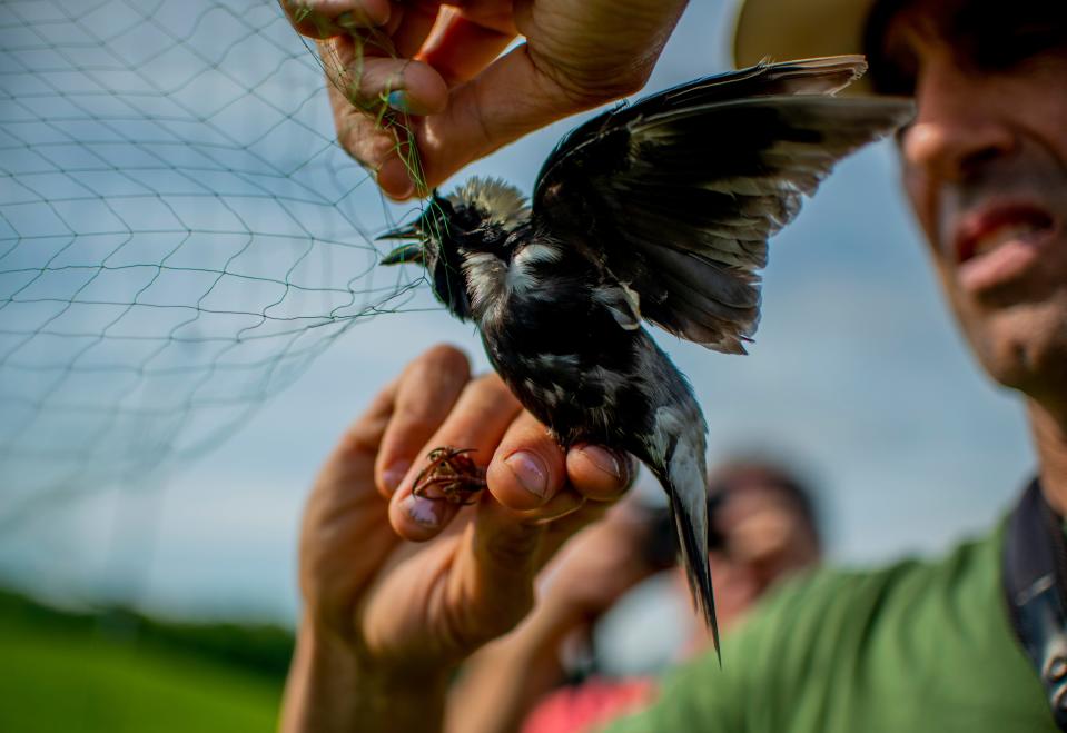 Noah Perlut removes a male Bobolink from a bird net in Shelburne, Vt. in 2019.