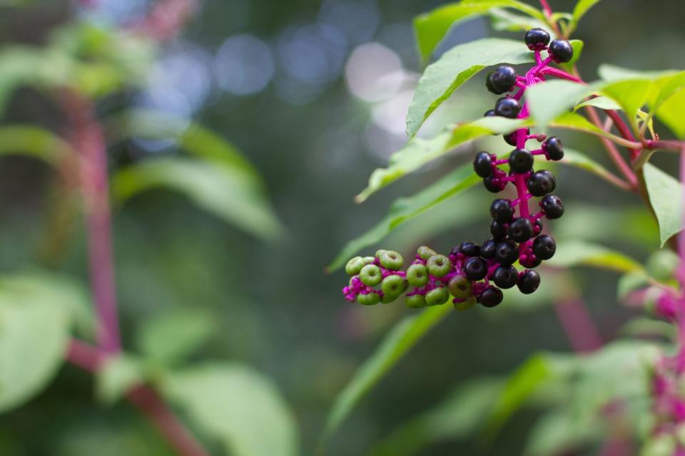 Pokeweed Vine with Berries