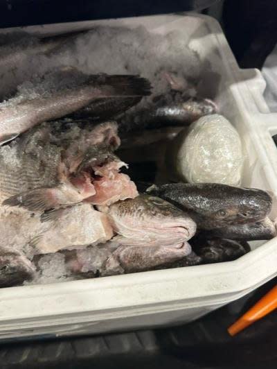 CBP officers find packages of methamphetamine hidden inside an ice chest filled with fish. Photo courtesy of U.S. Customs and Border Protection