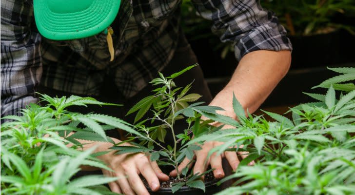 Marijuana Stocks to Buy: Canopy Growth (CGC)