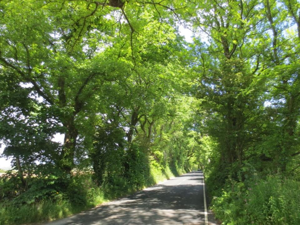 At least 20 mature elm trees are to be cut down to create a new access road to a farm (Manx Wildlife Trust)