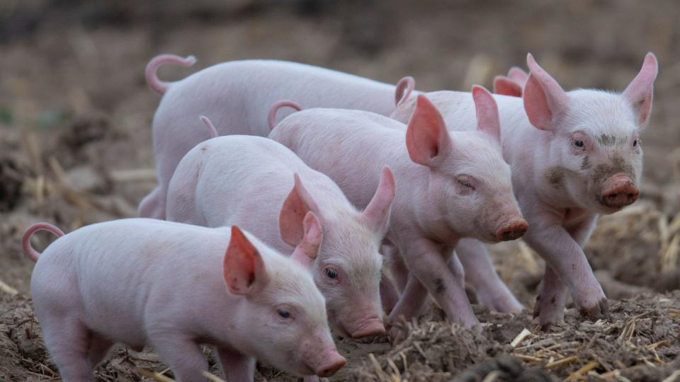 Junge Ferkel rennen über eine Wiese.