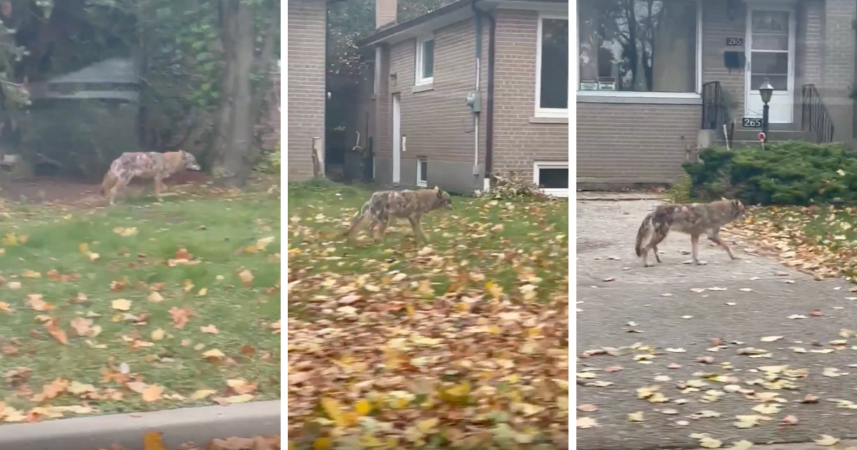A video posted to Reddit is raising questions about what should be done if you encounter a coyote, particularly if it looks to be in bad shape.