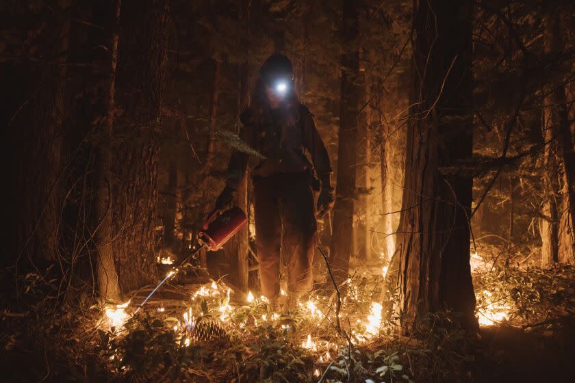 COLFAX, CA - SEPTEMBER 14: A firefighter lights a controlled burn during the Mosquito Fire on September 14, 2022 in Foresthill, California. The Mosquito fire has became California's largest wildfire of the year. (Photo by Eric Thayer/Getty Images)