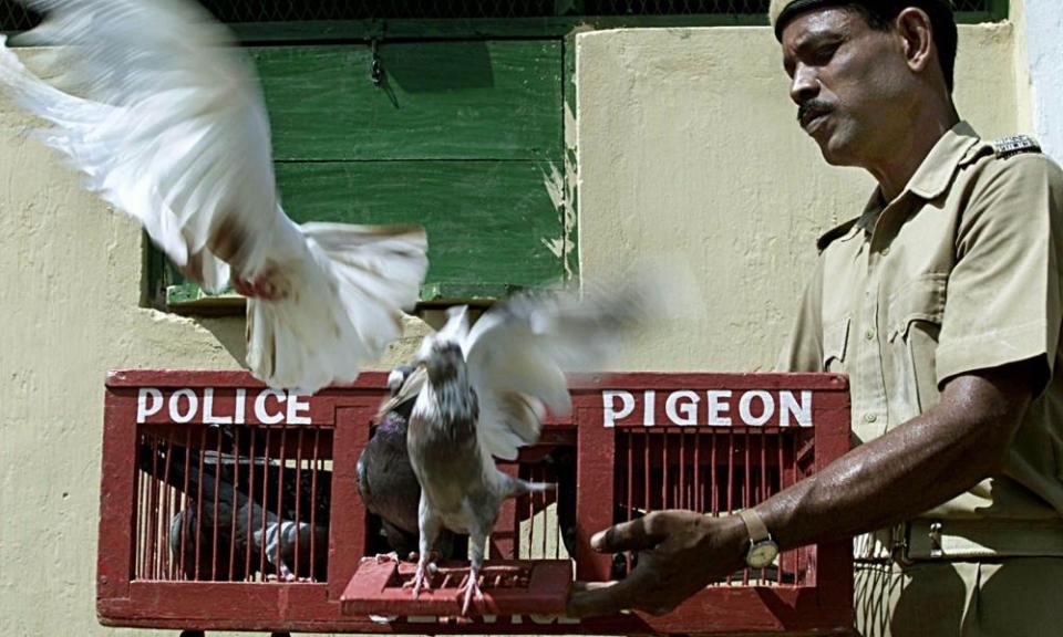 Constable Ashok Kumar Naik, an Indian police pigeon trainer, releases birds from a special cage in the Central Breeding and Headquarter Loft in the city of Cuttack.