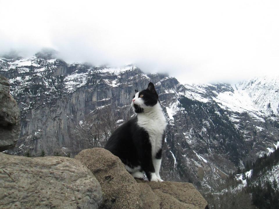 Hero kitty! This cat helped a lost man get down a mountain in Switzerland