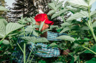 Joseph Lafollette picks raspberries at the family home. (Clara Mokri for The Washington Post)