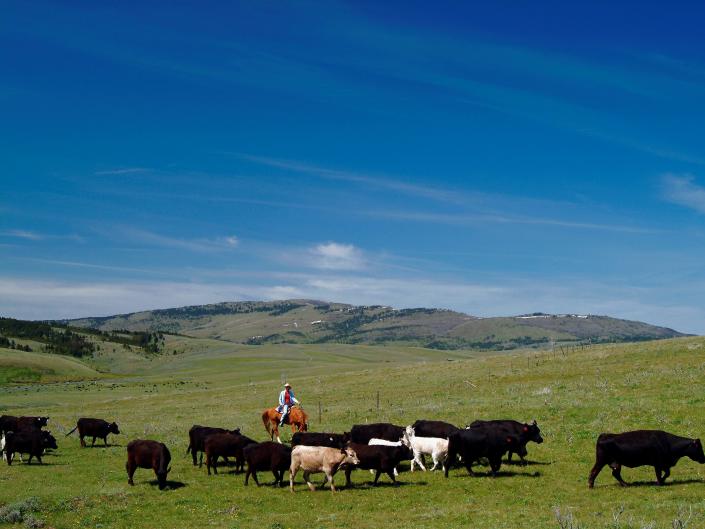 cowboy working a cattle drive in montana