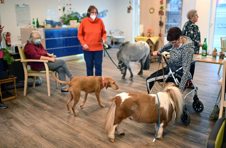 Elderly people watch the small Shetland pony Pumuckel in a nursing home in Kierspe, western Germany on October 21, 2022.