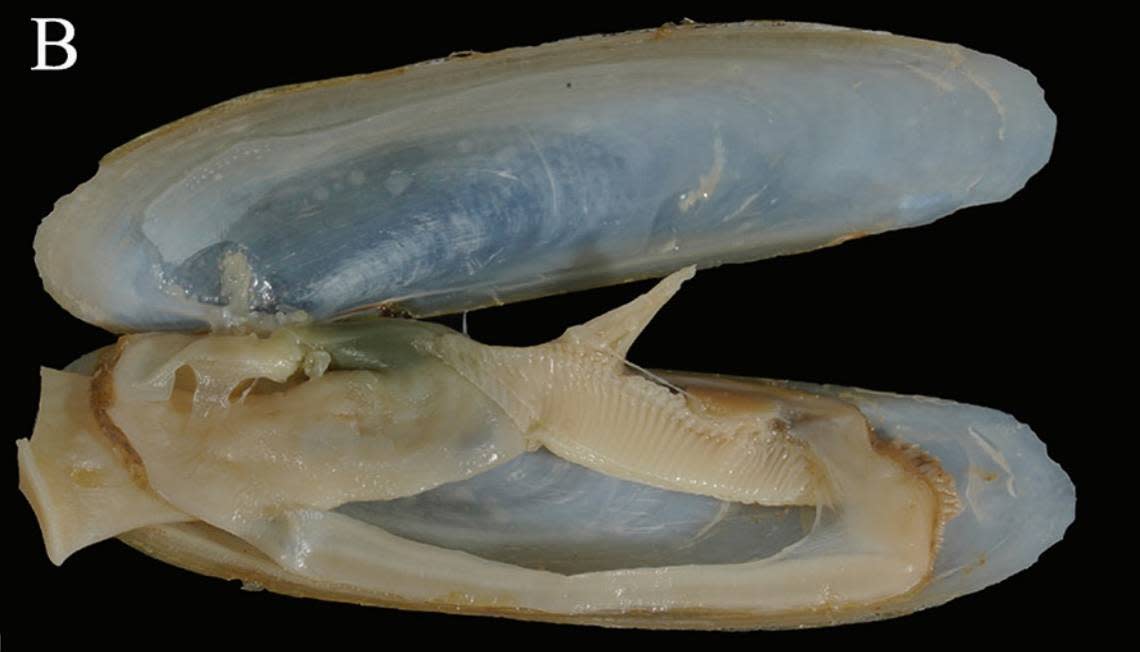The inside of a Cultellus exilis, or slender razor clam.