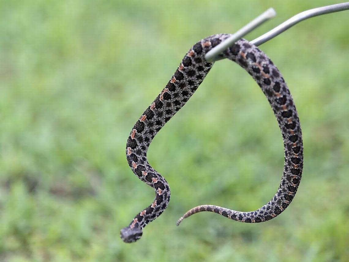 A pigmy rattlesnake on the hook at Hayden Cavender ‘s shop in the Little River community on Monday, July 18, 2016. Cavender of The Snake Chaser said copperheads are usually the snakes that bite dogs in the area but these rattlesnakes have been found off S.C. 905.