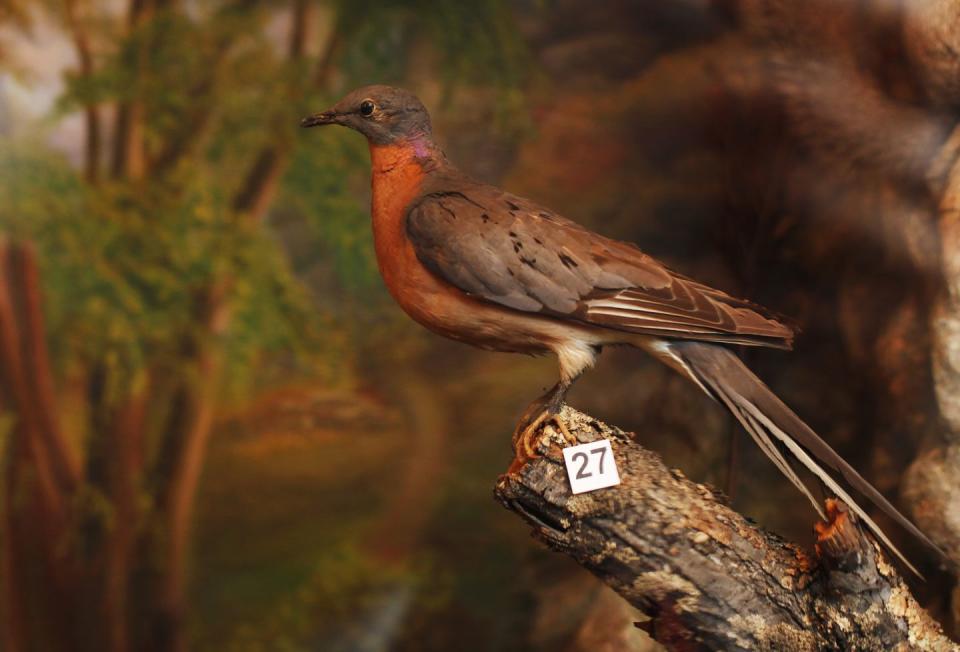 The Passenger Pigeon