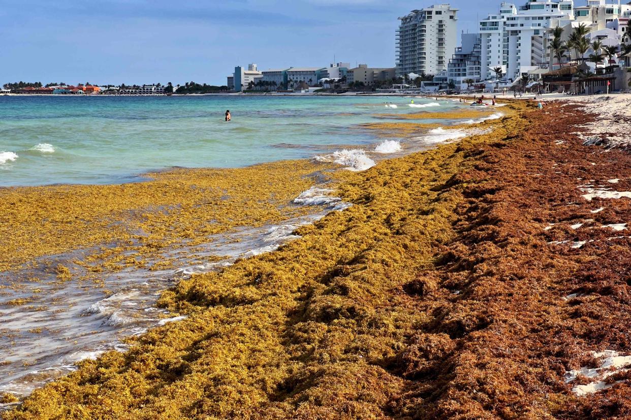 Sargassum algae piles along the shore at a beach in Cancun, Mexico in May 2023.