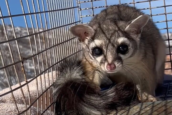 Ringtail cat in Kohls