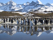 <b>Frozen Planet, BBC One, Wed, 9pm</b><br><b> Episode 3</b><br><br>King penguins on beach, St Andrews Bay, South Georgia. There are 400,000 penguins in this one bay alone.