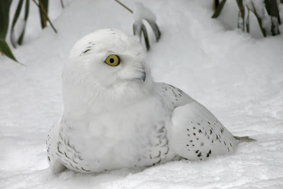 Not surprisingly, given its name, the snowy owl is well-adapted to wintry conditions. It's known to summer far north of the Arctic Circle. And unlike most owls, which hunt at night, the snowy owl is active during the day — a necessary adaption