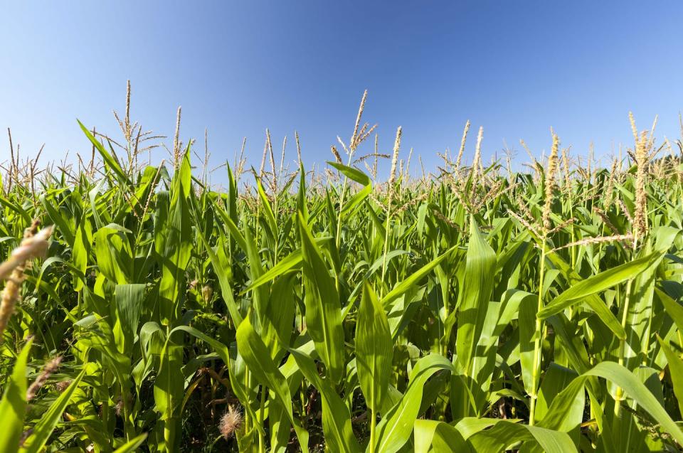 <a href="https://www.shutterstock.com/es/image-photo/corn-field-during-sunny-day-1933136108" rel="nofollow noopener" target="_blank" data-ylk="slk:Shutterstock / rsooll;elm:context_link;itc:0;sec:content-canvas" class="link ">Shutterstock / rsooll</a>