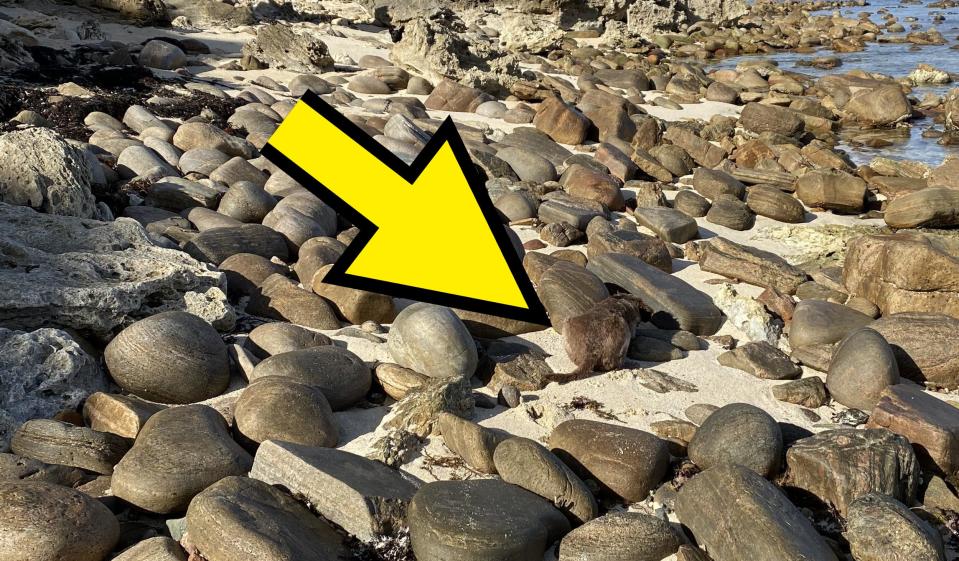 Rocky beach with large, smooth boulders scattered on the sand, coastal rocks and vegetation in the background. No people in the image