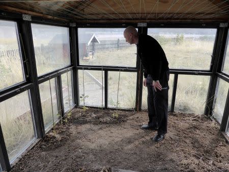 Hotel manager Kim Ernst inspects tomato plants in his greenhouse north of the Arctic Circle in Kangerlussuaq, Greenland, June 6, 2016. REUTERS/Alister Doyle