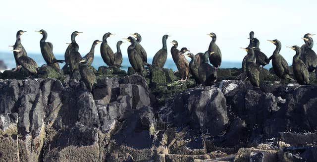 Farne Islands annual seal count