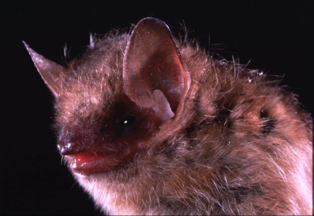 Merlin D. Tuttle/Bat Conservation International/Associated Press