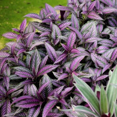 6)  Persian Shield