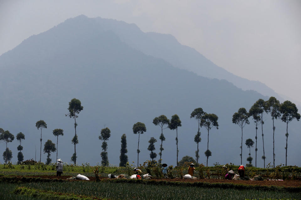 <p>Women plant onion in Cikawao village of Majalaya, West Java province, Indonesia, Sept. 22, 2017. (Photo: Beawiharta/Reuters) </p>