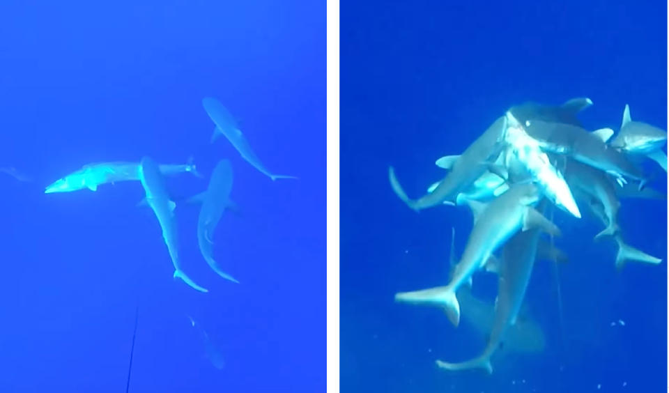 A group of sharks feeds on a wahoo.