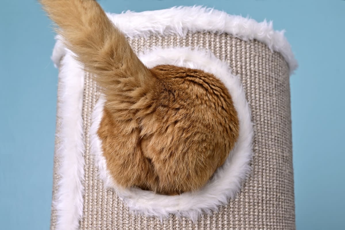 An orange cat butt sticking out of a cat tower<p>Lightspruch via Shutterstock</p>