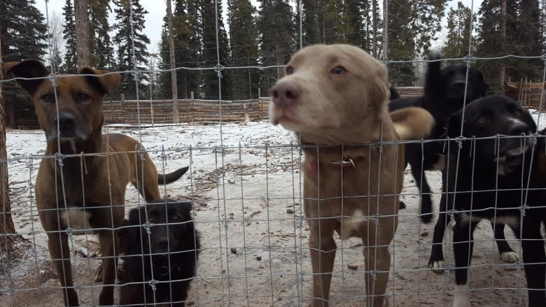 Yukon appeal court urged to toss decision on controversial kennel