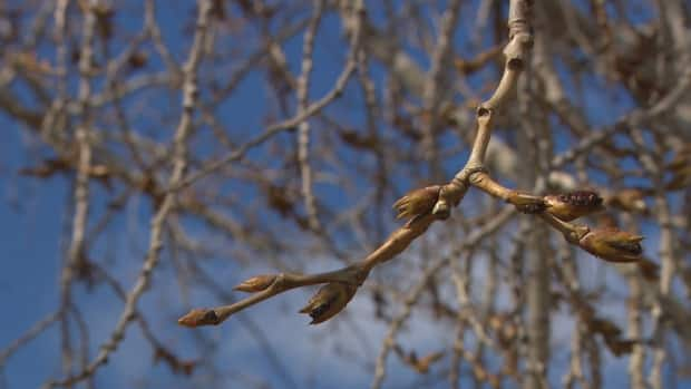 The trees in Edmonton's river valley have begun to bud, but we may still get a taste of winter weather.  (Jamie McCannel/CBC - image credit)