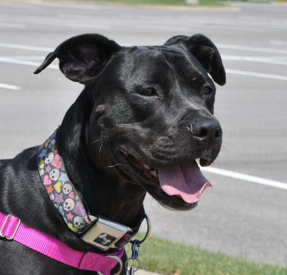 <p>Vienna is smart and loves to play. She's available for adoption through Alabama-based <a href="https://www.facebook.com/PLDPRescue?fref=ts">Peace Love and Dog Paws Rescue, Inc</a>.</p> <p>&nbsp;</p> <p><a href="https://www.petfinder.com/petdetail/24528604/">Here's her adoption listing</a>.</p>