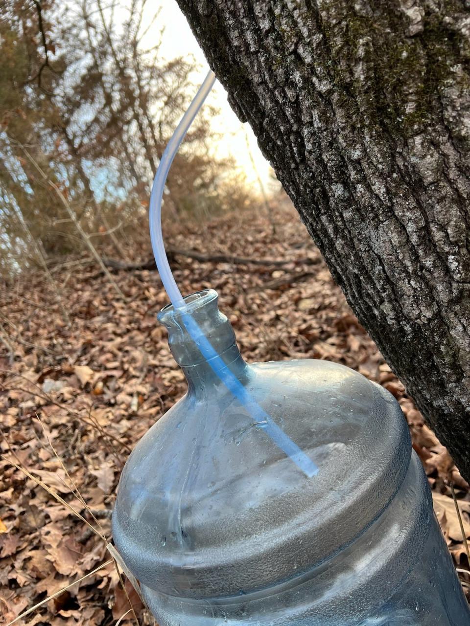 A five-gallon water jug collects sap from a tree tapped by Rachael West, founder of Eating the Ozarks, in January 2024.