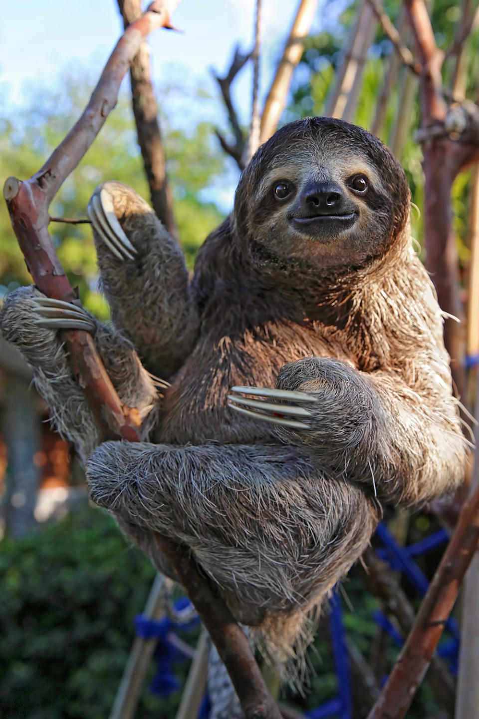 Happy International Sloth Day! Enjoy These 12 Snuggly Pics of Our Favorite Furry Creatures