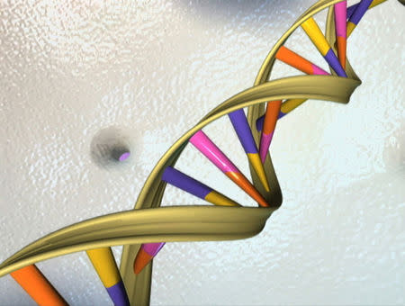 FILE PHOTO: A DNA double helix is seen in an undated artist's illustration released by the National Human Genome Research Institute to Reuters on May 15, 2012. REUTERS/National Human Genome Research Institute/Handout/File Photo