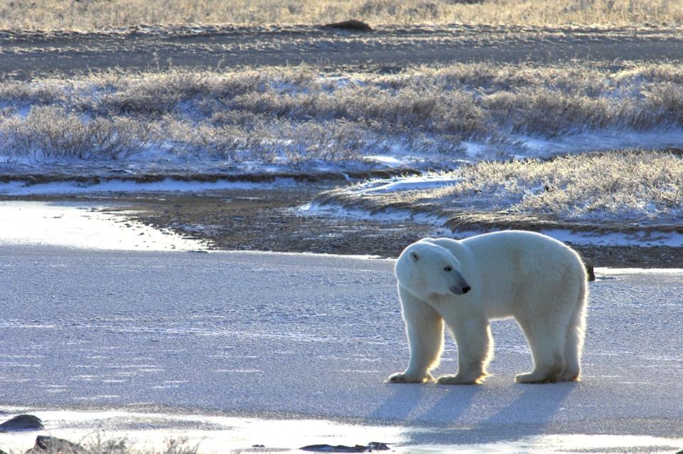 There's evidence of sea-ice related declines in two subpopulations of polar bears, including those of the western Hudson Bay, according to the International Union for Conservation of Nature.