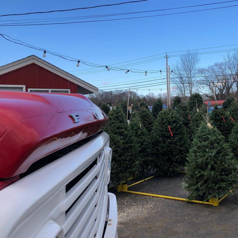 Christmas trees available at Almeida's Vegetable Patch.