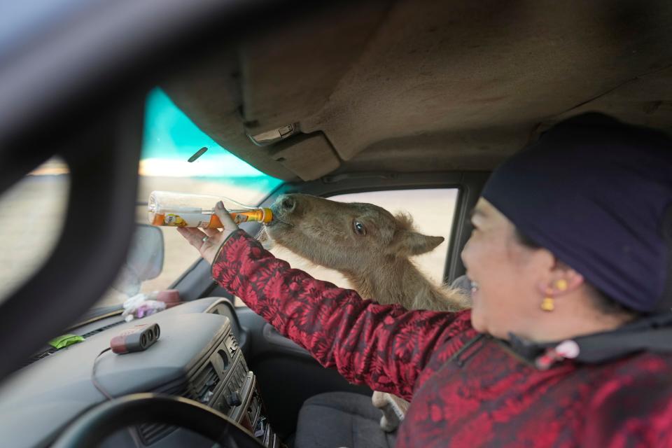 A photo of a woman bottle feeding a young foal in the passenger seat of her car.