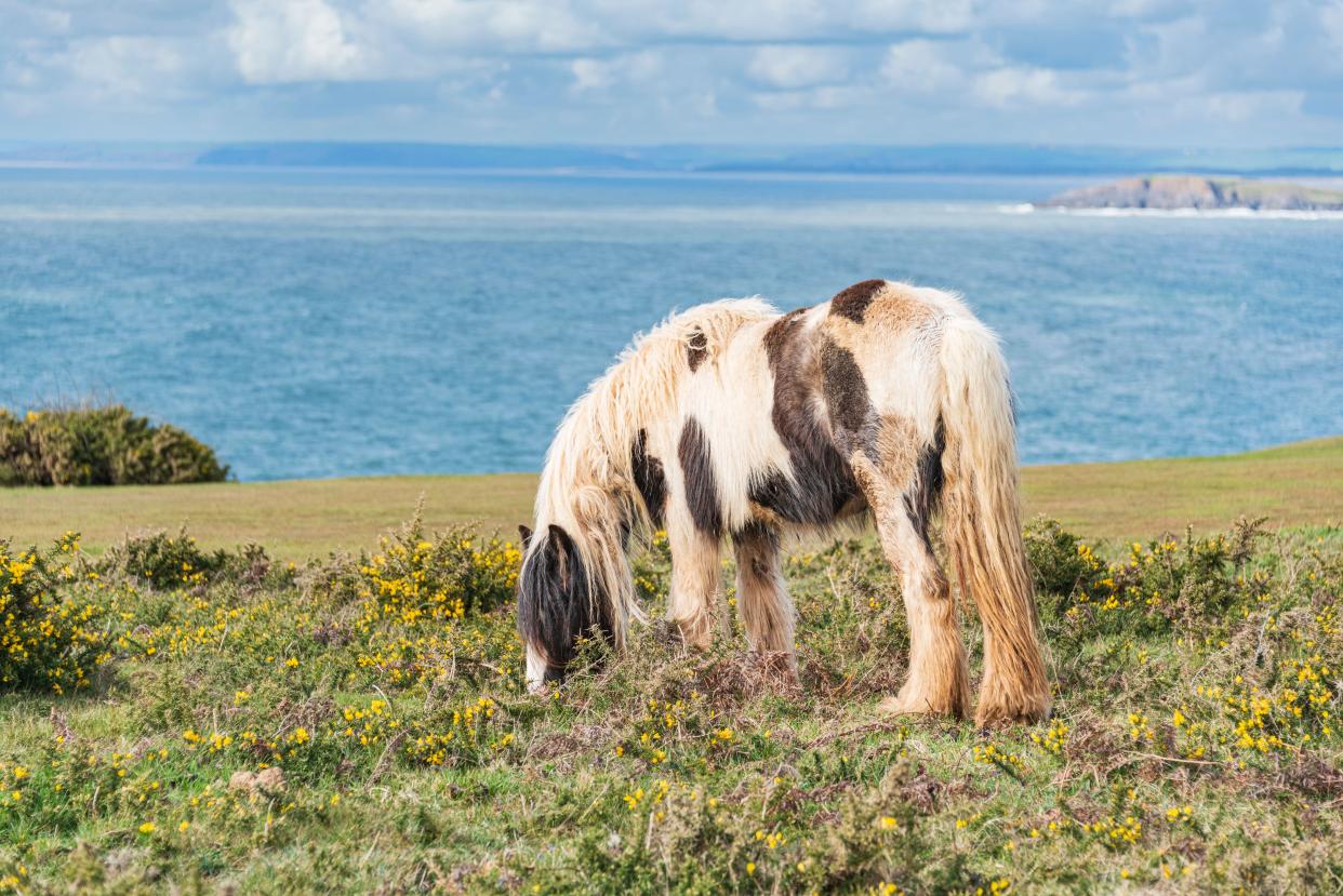 Gower Ponies on a bright Spring day: Phillip Roberts