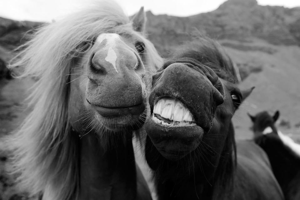 <p>Do we think these horse BFFs would be open to expanding the friend group to include a human?</p>