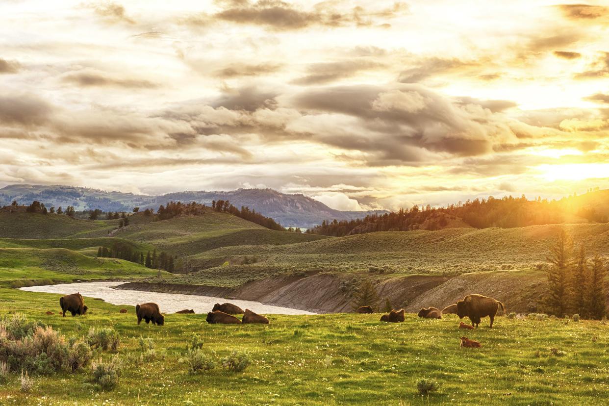 buffalos in Yellowstone National Park, Wyoming