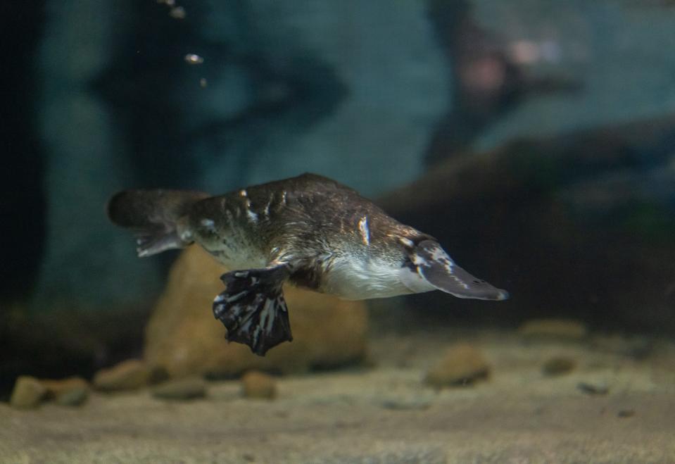 Mackenzie the platypus on exhibit at the Platypus Rescue HQ at the Taronga Western Plains Zoo in Dubbo, Australia. It is the world’s largest dedicated conservation center for the species, focusing on the breeding behavior and biology of platypuses.